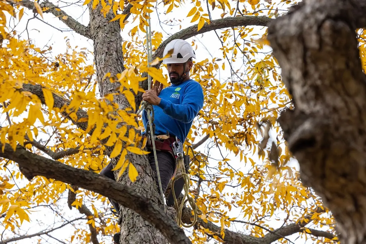 Skilled Tree Planing crew working in Carmel