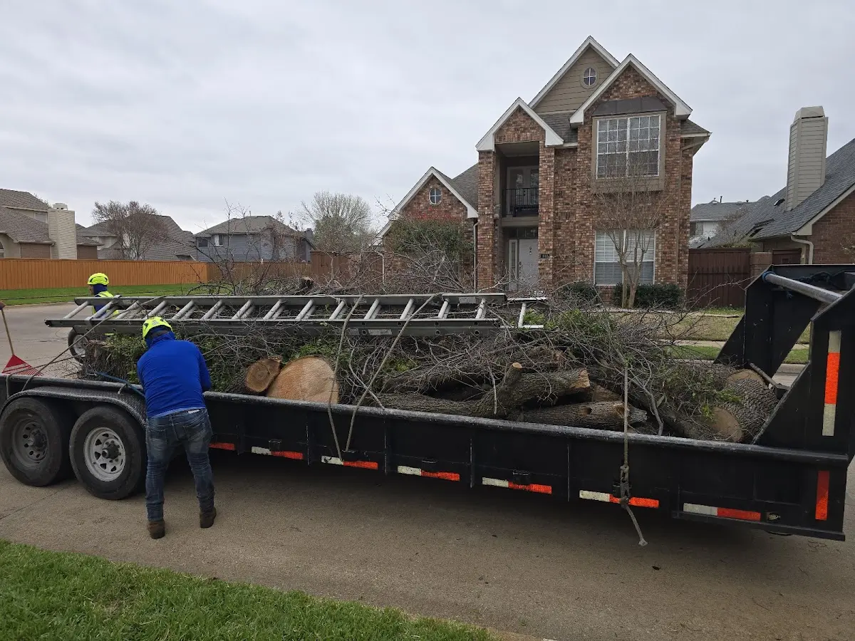 Expert Tree Fertilization with proper safety equipment in Carmel
